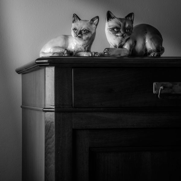Cats