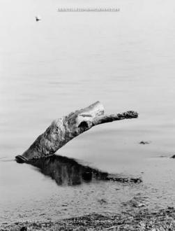 "Tronco in acqua" - Foto di Maurizio Signorini